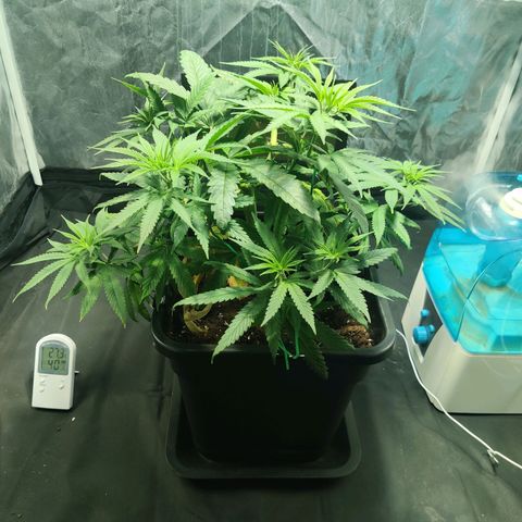 Fruit spirit growlog timeline photo