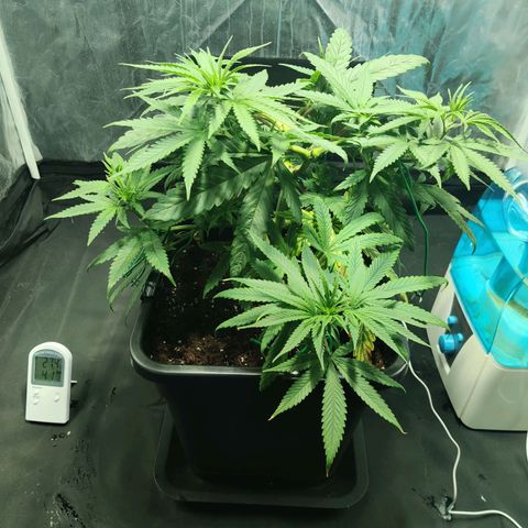 Fruit spirit growlog timeline photo