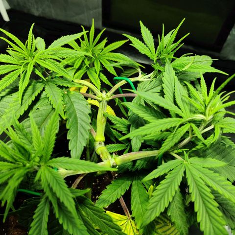 Fruit spirit growlog timeline photo