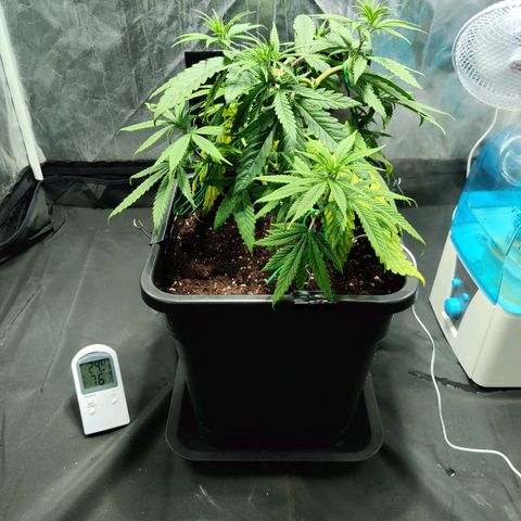Fruit spirit growlog timeline photo