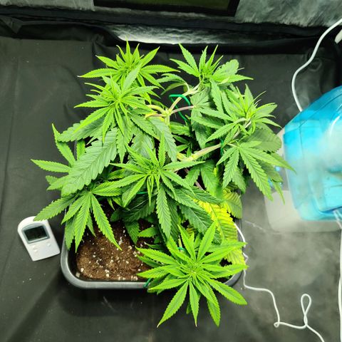 Fruit spirit growlog timeline photo