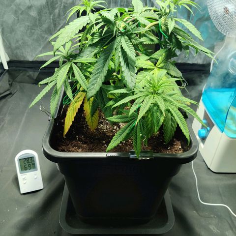 Fruit spirit growlog timeline photo