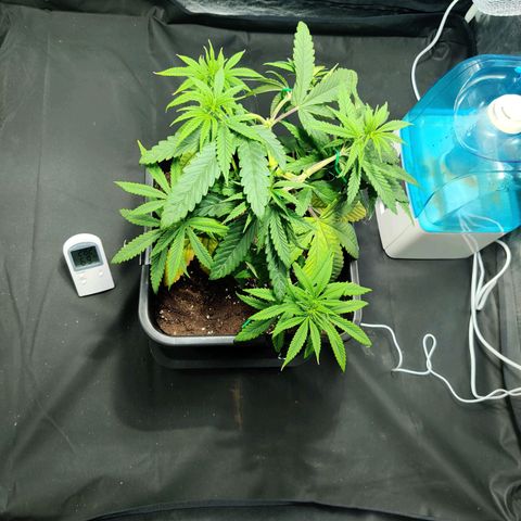 Fruit spirit growlog timeline photo