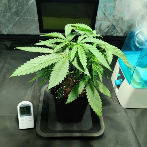 Fruit spirit growlog timeline photo