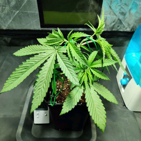 Fruit spirit growlog timeline photo