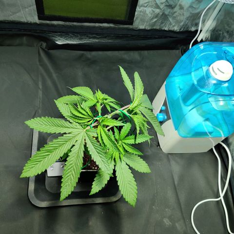 Fruit spirit growlog timeline photo
