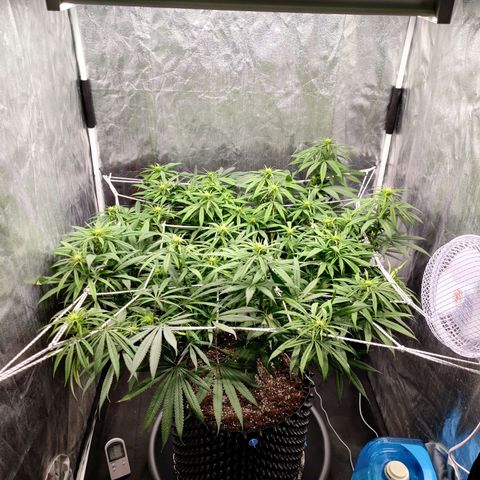 Fruit spirit growlog timeline photo