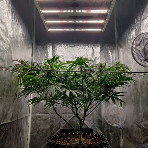 Fruit spirit growlog timeline photo
