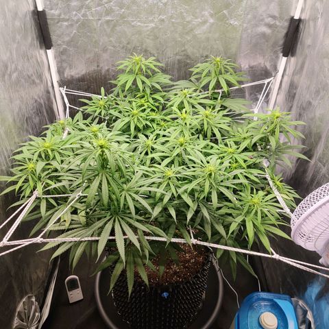 Fruit spirit growlog timeline photo
