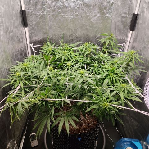 Fruit spirit growlog timeline photo