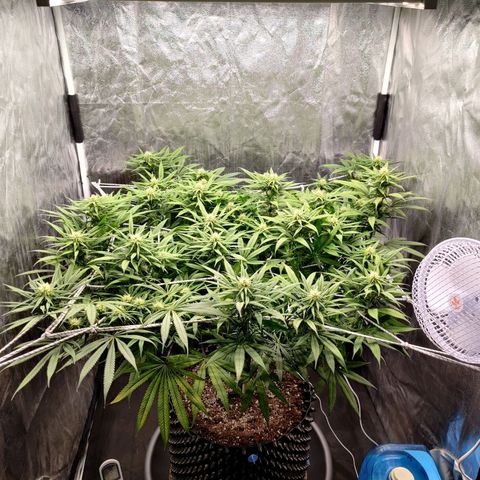 Fruit spirit growlog timeline photo