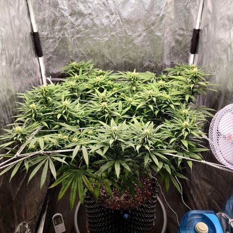 Fruit spirit growlog timeline photo
