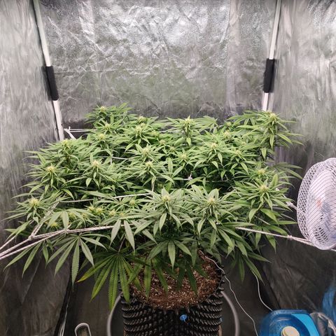 Fruit spirit growlog timeline photo