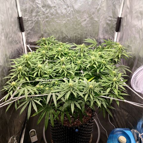 Fruit spirit growlog timeline photo