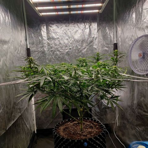 Fruit spirit growlog timeline photo