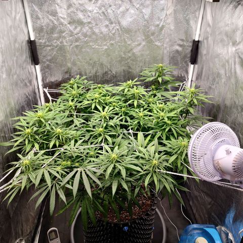 Fruit spirit growlog timeline photo