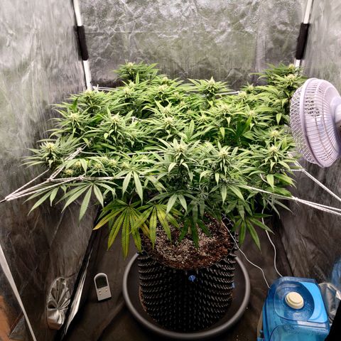 Fruit spirit growlog timeline photo