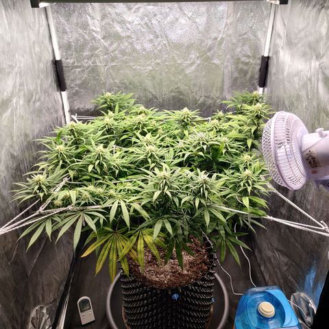 Fruit spirit growlog timeline photo