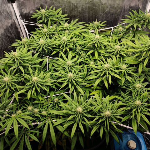 Fruit spirit growlog timeline photo