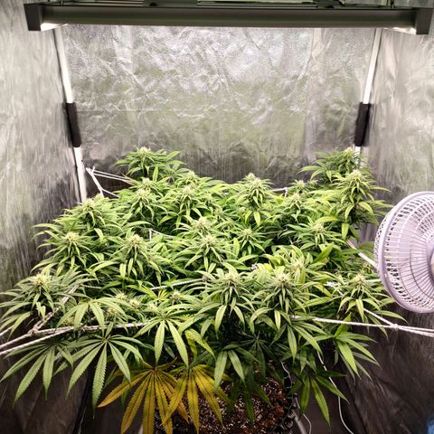 Fruit spirit growlog timeline photo