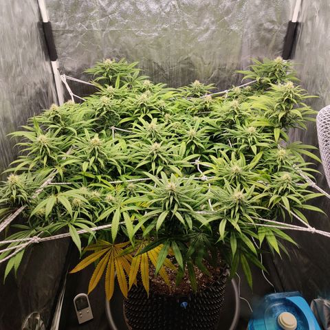 Fruit spirit growlog timeline photo