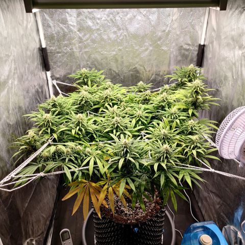 Fruit spirit growlog timeline photo