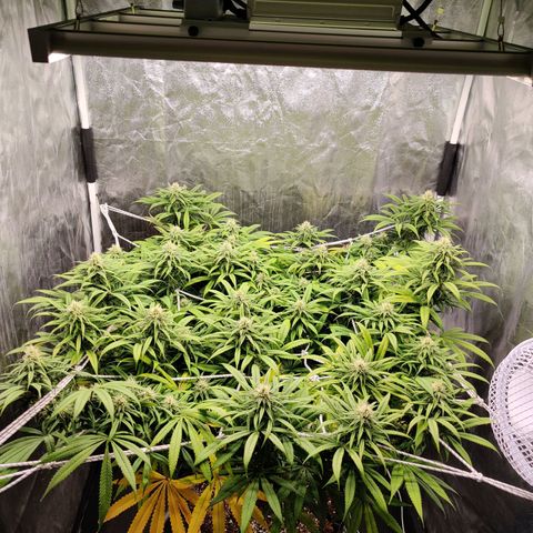 Fruit spirit growlog timeline photo