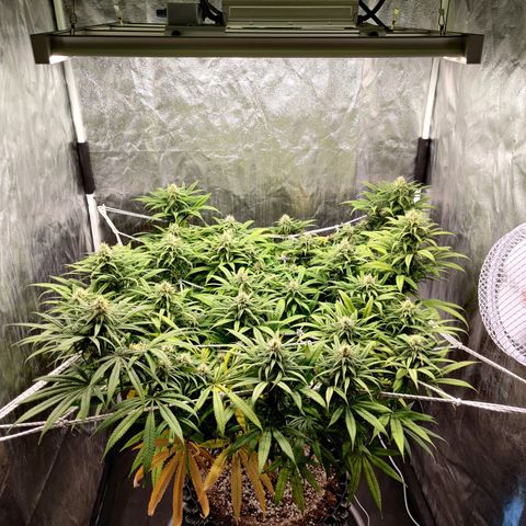 Fruit spirit growlog timeline photo