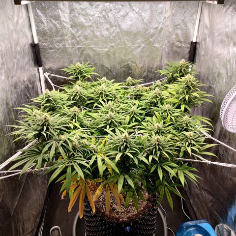 Fruit spirit growlog timeline photo