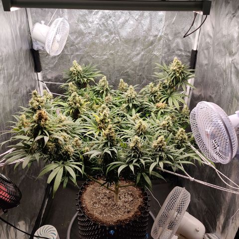Fruit spirit growlog timeline photo