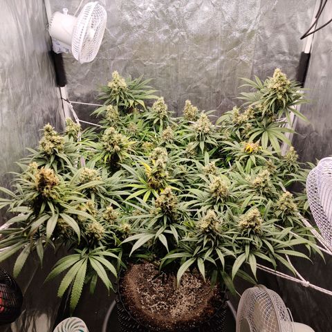 Fruit spirit growlog timeline photo
