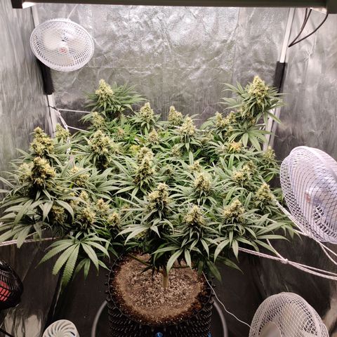 Fruit spirit growlog timeline photo