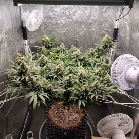 Fruit spirit growlog timeline photo