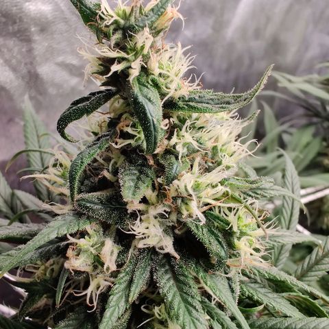 Fruit spirit growlog timeline photo