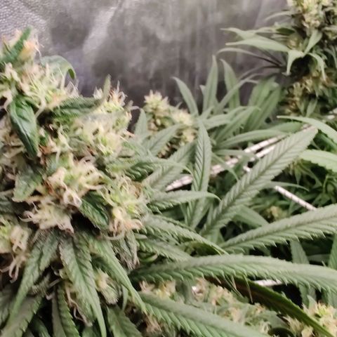 Fruit spirit growlog timeline photo