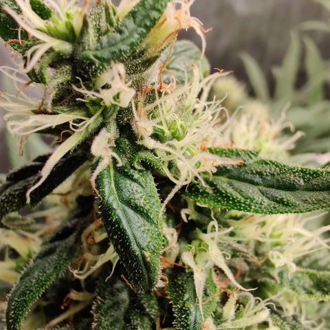 Fruit spirit growlog timeline photo