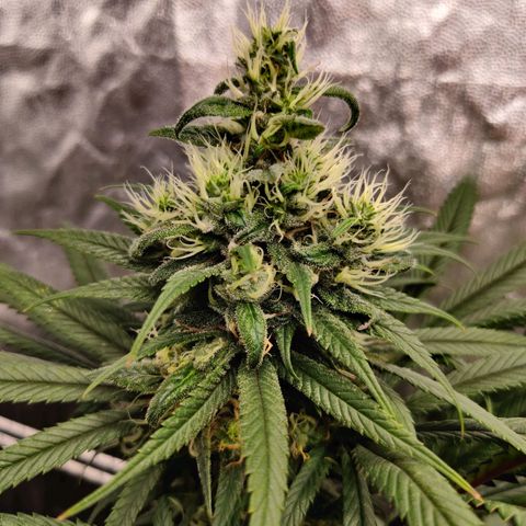 Fruit spirit growlog timeline photo