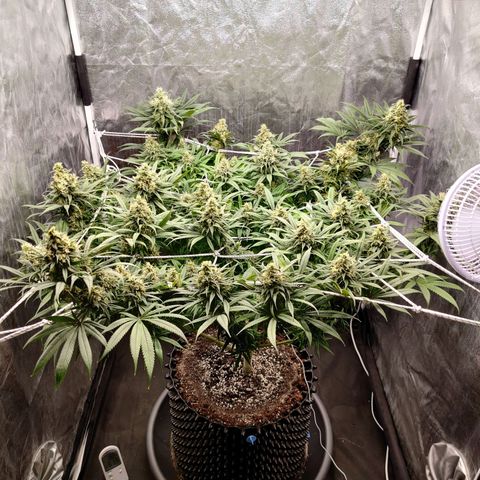 Fruit spirit growlog timeline photo