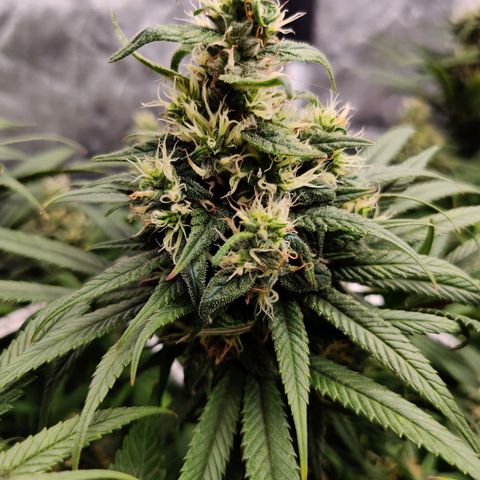 Fruit spirit growlog timeline photo