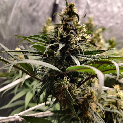 Fruit spirit growlog timeline photo