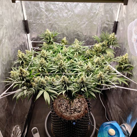 Fruit spirit growlog timeline photo