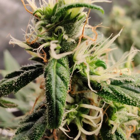 Fruit spirit growlog timeline photo