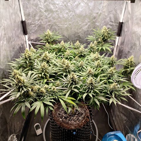 Fruit spirit growlog timeline photo