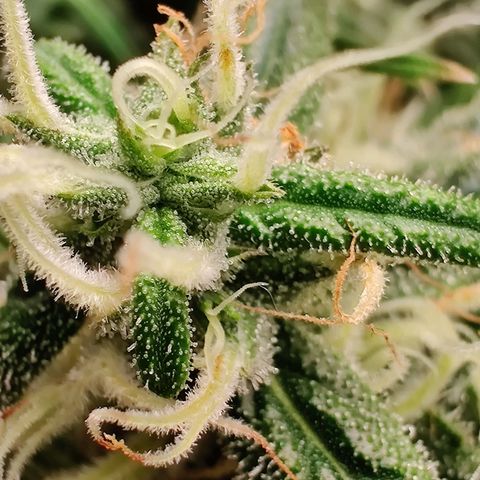 Fruit spirit growlog timeline photo