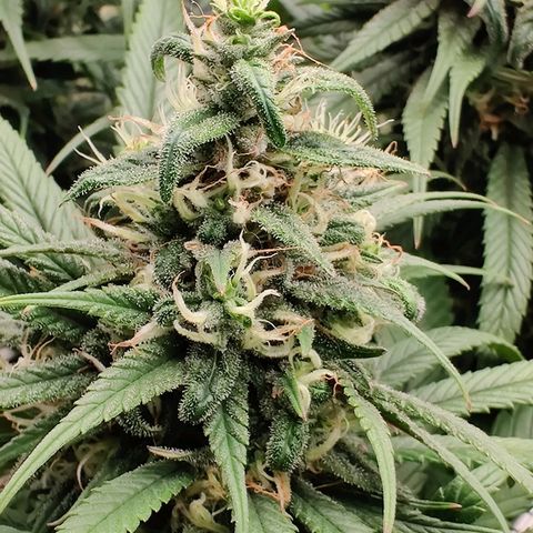 Fruit spirit growlog timeline photo