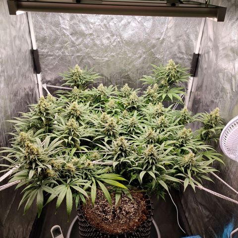 Fruit spirit growlog timeline photo