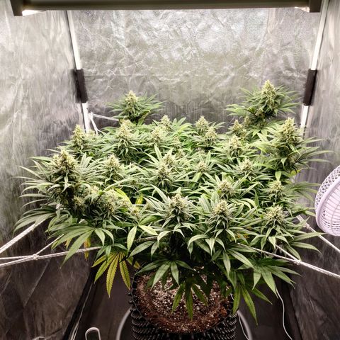 Fruit spirit growlog timeline photo