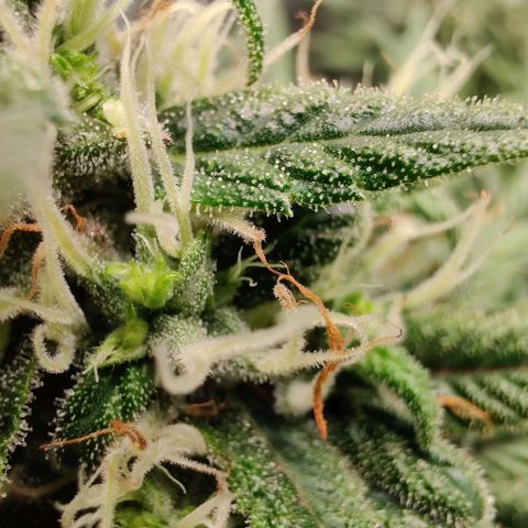 Fruit spirit growlog timeline photo