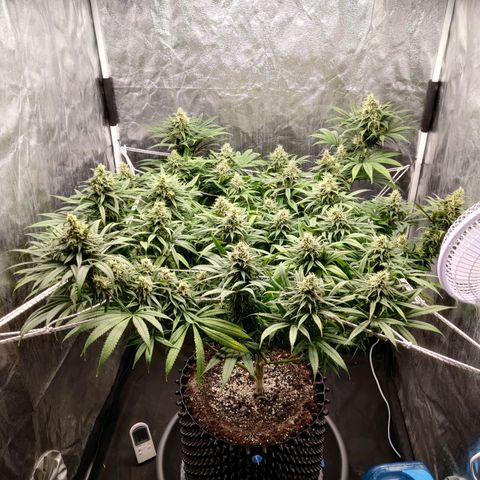 Fruit spirit growlog timeline photo
