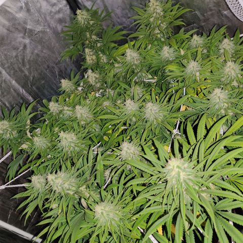 Fruit spirit growlog timeline photo